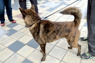 狂犬病について