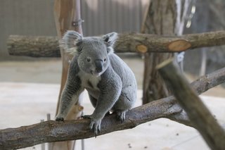 王立メルボルン動物園