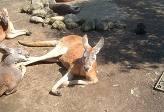 タロンガ動物園