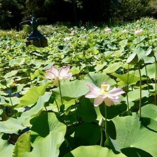 植物園