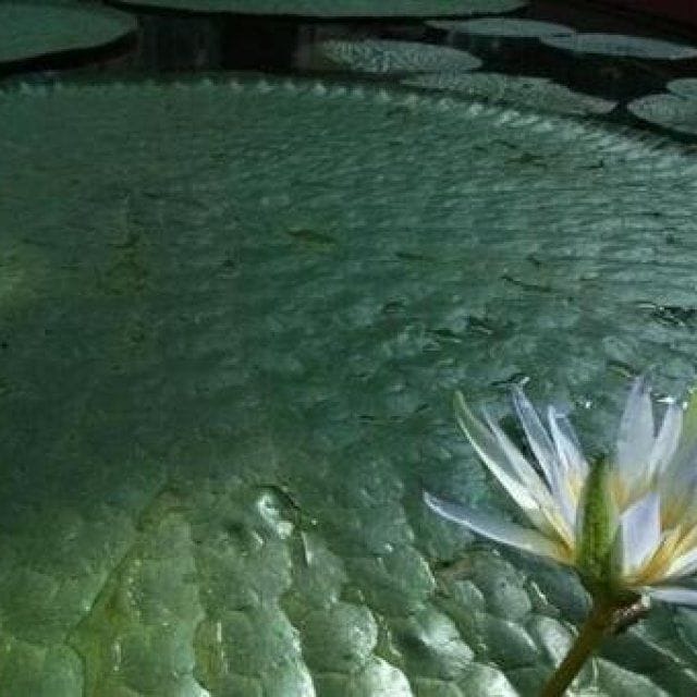 植物園