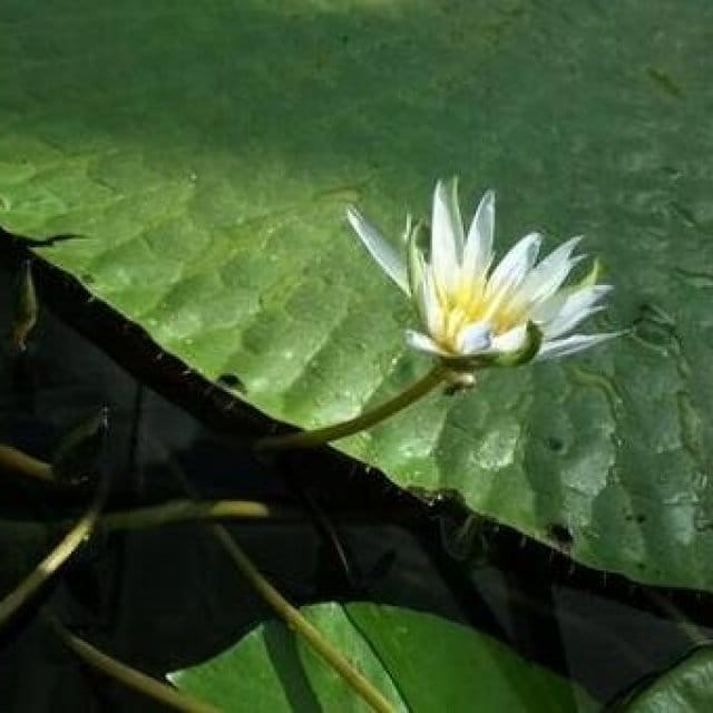 植物園