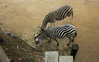 オークランド動物園