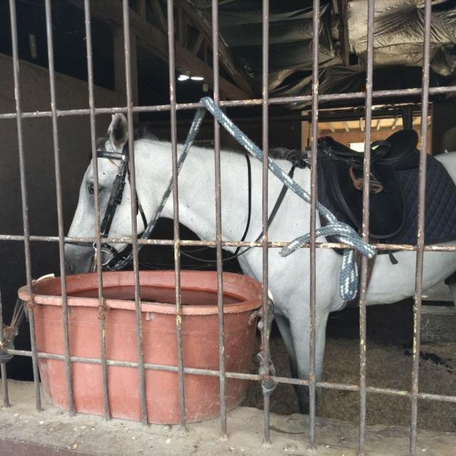 乗馬体験