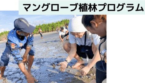 マングローブ植林プログラム