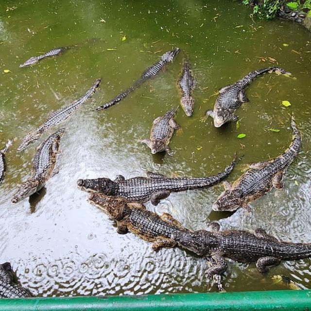 Zoobic Safari