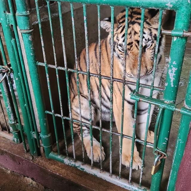 Zoobic Safari