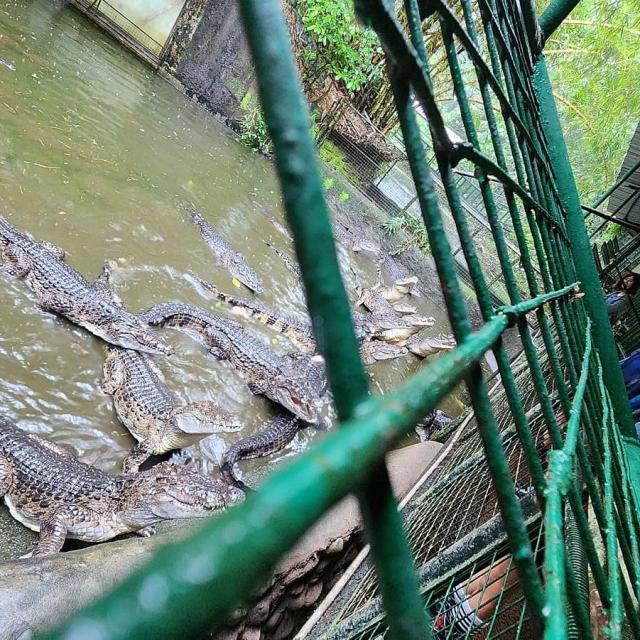 Zoobic Safari