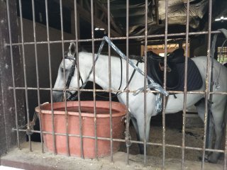 乗馬体験